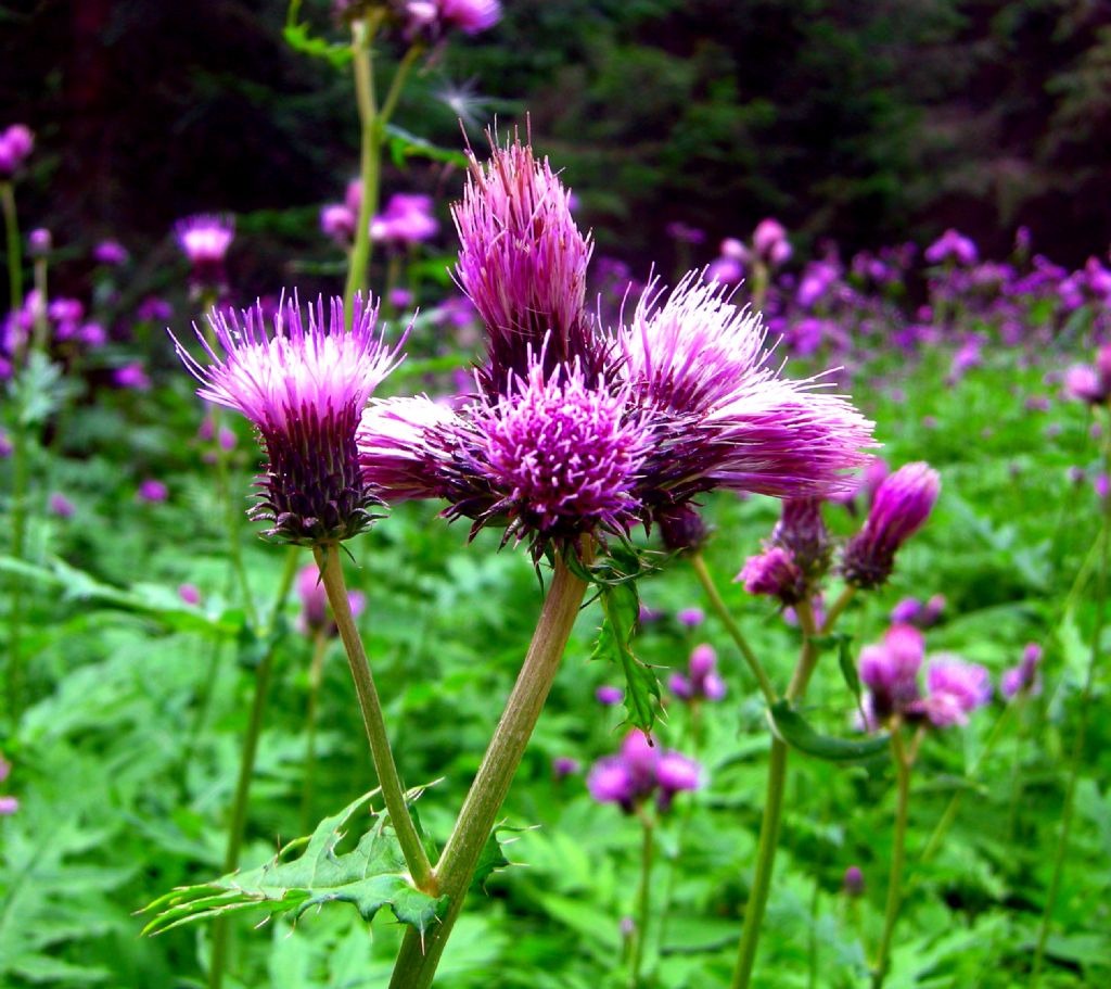 Carduus?  No, Cirsium alsophilum